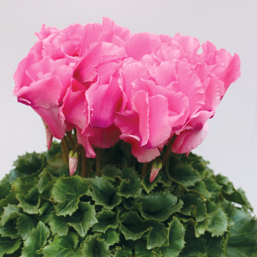 シクラメン F1　レジーナ シリーズ 中大輪系品種