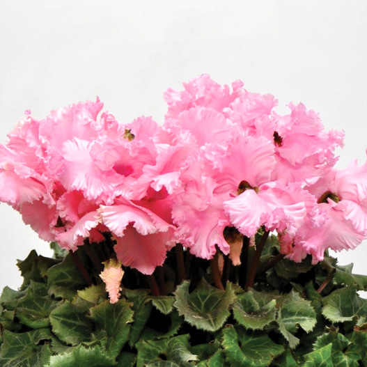 シクラメン レーシィーフリル シリーズ 大輪系品種