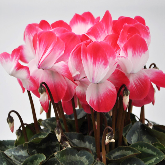 シクラメン PW公式オンラインストア / シクラメン クレヨン バイオレット