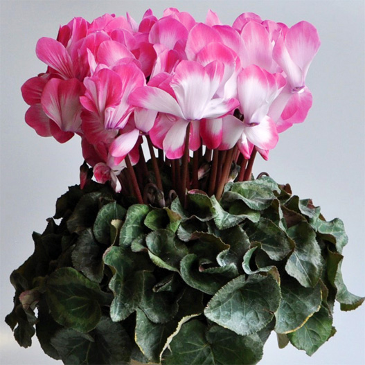 シクラメン　ラパン シリーズ 大輪系品種