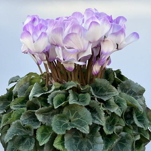 シクラメン　ラパン シリーズ 大輪系品種