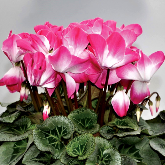 シクラメン プリズム シリーズ 大輪系品種