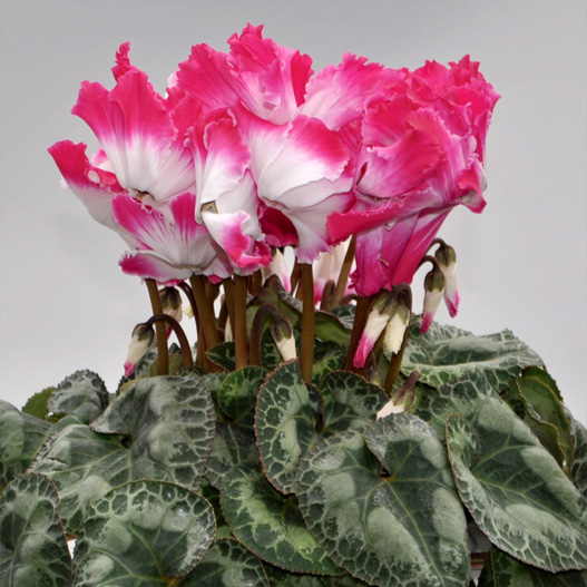 シクラメン　プリズムウェーブ シリーズ 大輪系品種