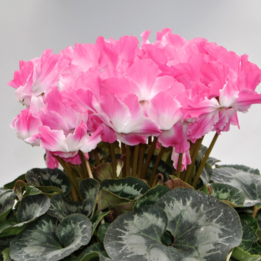 シクラメン　プリズムウェーブ シリーズ 大輪系品種