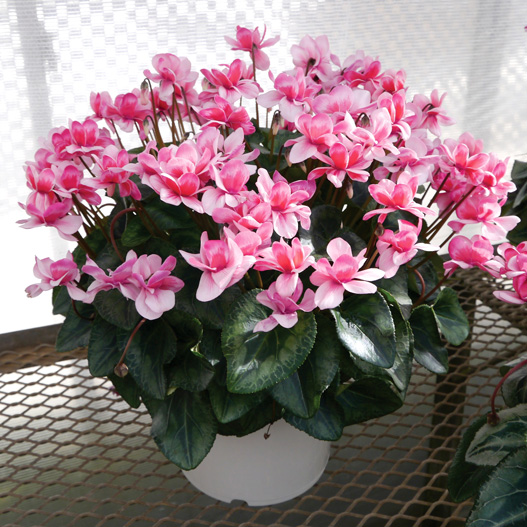 シクラメン　グランディエレガンス 大輪ダブル シリーズ 旧：フェアリーピコ 大輪ダブルシリーズ