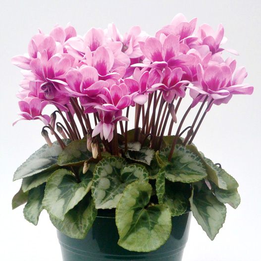 シクラメン フェアリーピコ ミディダブル シリーズ｜WEBカタログ｜未来