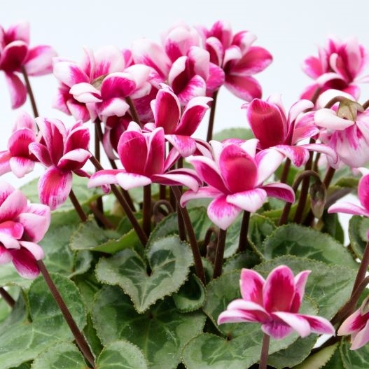 シクラメン　フェアリーピコ プチダブル シリーズ ミニチュア系品種