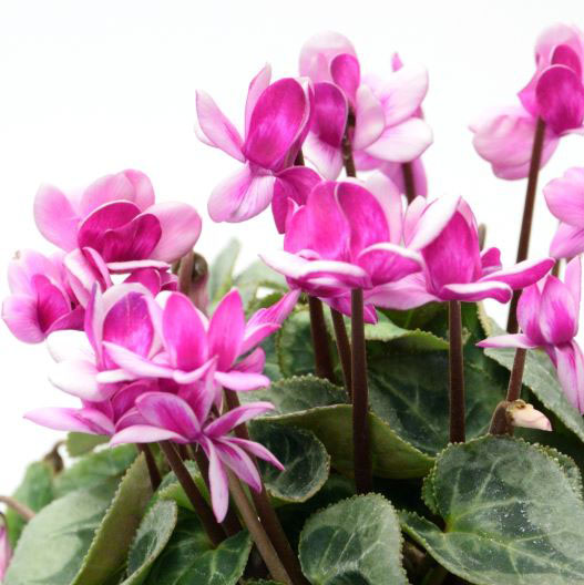 シクラメン　フェアリーピコ プチダブル シリーズ ミニチュア系品種