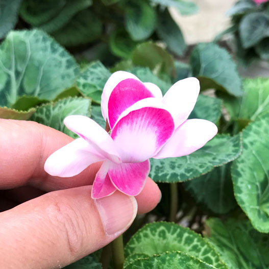 シクラメン シェルウィング｜WEBカタログ｜未来アグリス株式会社|未来