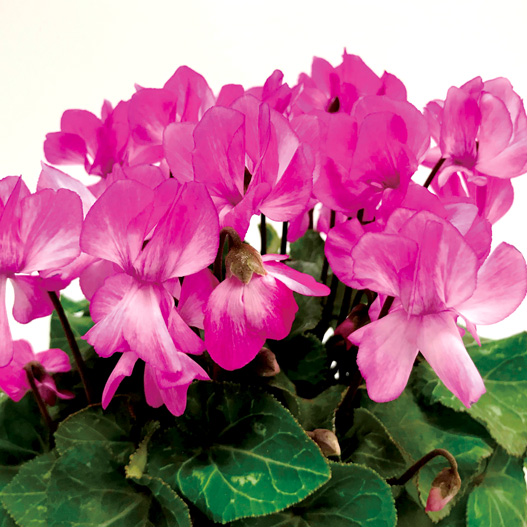 シクラメン　スクリュースター ミニチュア系品種