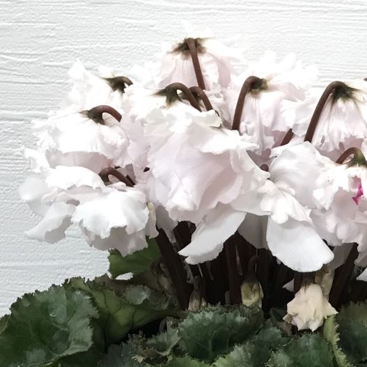 シクラメン　宴(うたげ) 大輪系品種