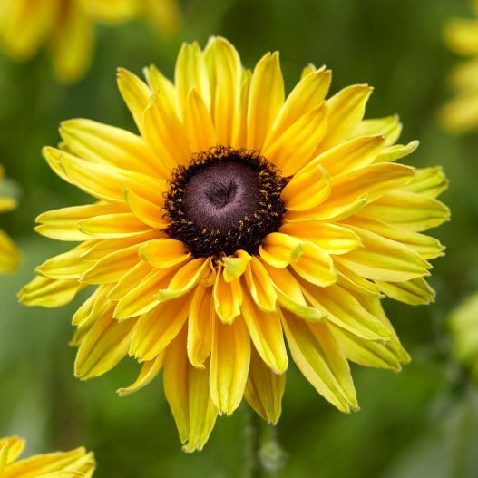 ルドベキア　アーバンサファリ 