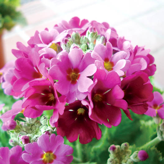 プリムラ マラコイデス　古都さくら シリーズ 