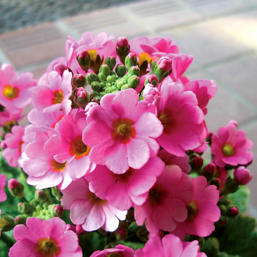 プリムラ マラコイデス　古都さくら シリーズ 