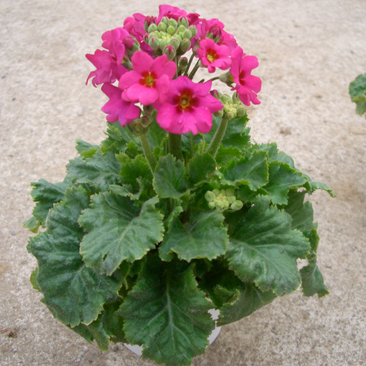 プリムラ マラコイデス　キューティー シリーズ 