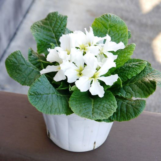 プリムラ アコーリス スターフィーバー シリーズ