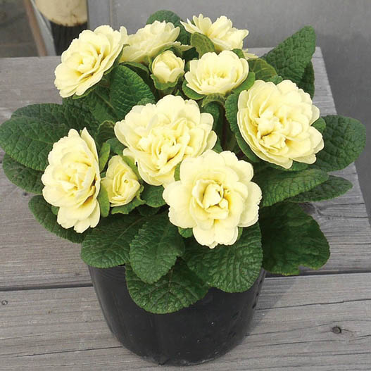 プリムラ イングリッシュタイプ　ベラリーナ シリーズ 