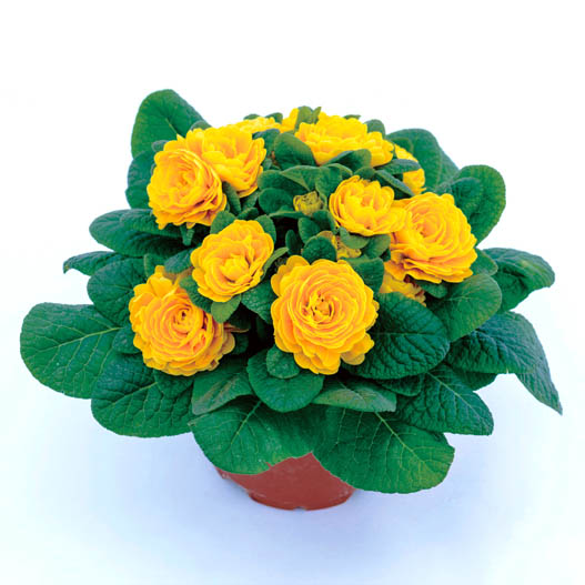 プリムラ イングリッシュタイプ　ベラリーナ シリーズ 