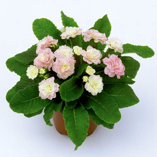 プリムラ イングリッシュタイプ　ベラリーナ シリーズ 