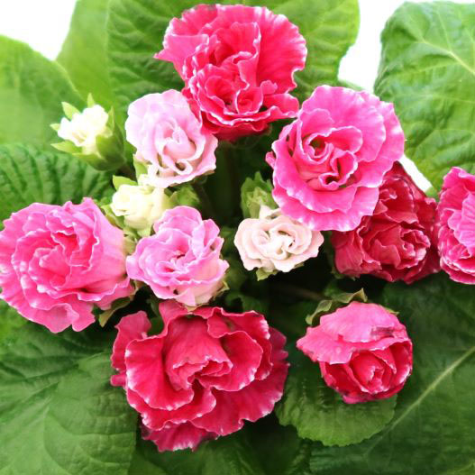 プリムラ ジュリアン　プレミアムジュリアン いちごのミルフィーユ 