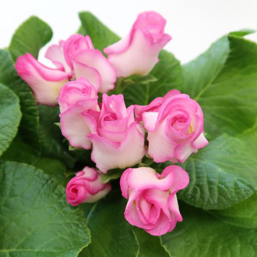 プリムラ ジュリアン　プレミアムジュリアン ブライダルベル 