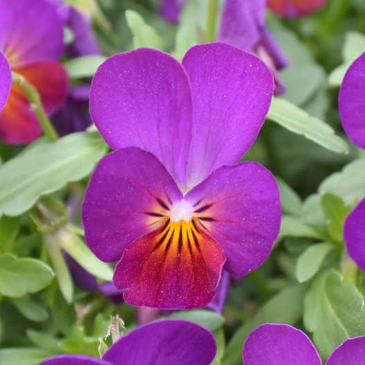 ビオラ フィーリー シリーズ｜WEBカタログ｜未来アグリス株式会社|未来