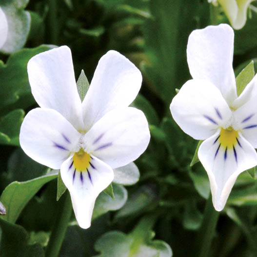 ビオラ　フィーリー シリーズ 