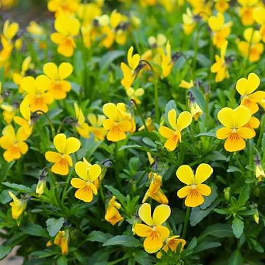 ビオラ　フィーリー シリーズ 