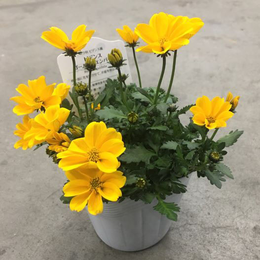 ビデンス　ゴールデンエンパイア 