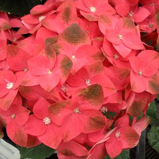 ハイドランジア　グリーンシャドウ 