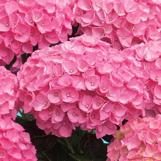 アートフラワー ハイドランジア ピンク アートフラワー ハイドランジア ピンク | Francfranc（フラン