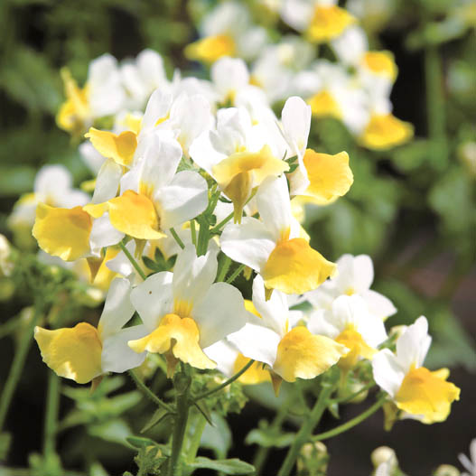 ネメシア　アロマンス シリーズ 