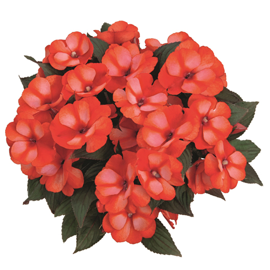 ニューギニアインパチェンス　トロピカル 