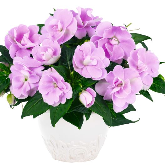 ニューギニアインパチェンス ワイルドロマンス