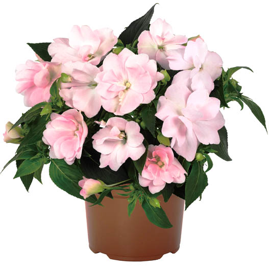 ニューギニアインパチェンス ワイルドロマンス