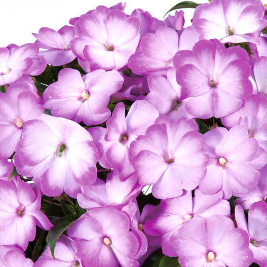 ニューギニアインパチェンス　ハーモニーラディアンス 