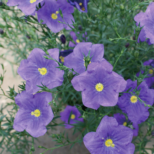 ニーレンベルギア　オーガスタ シリーズ 