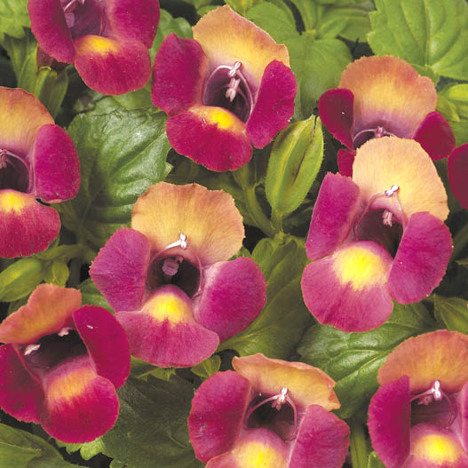 トレニア ムーン シリーズ