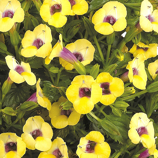 トレニア ムーン シリーズ