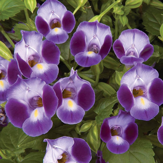 トレニア ムーン シリーズ