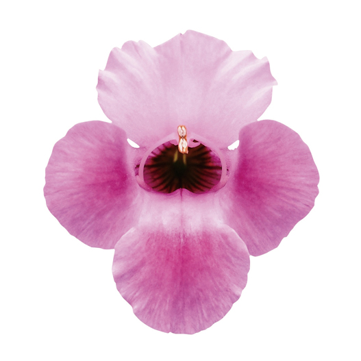 トレニア カタリーナ シリーズ