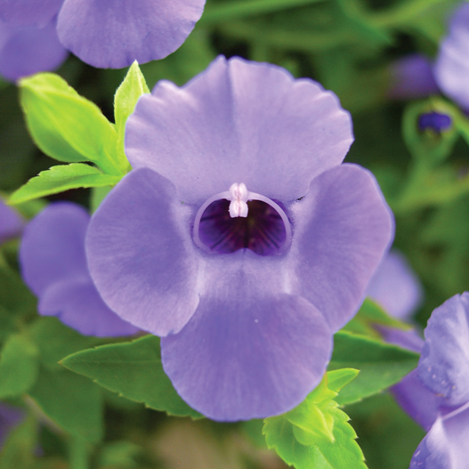 トレニア カタリーナ シリーズ