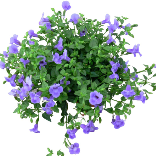 トレニア カタリーナ シリーズ