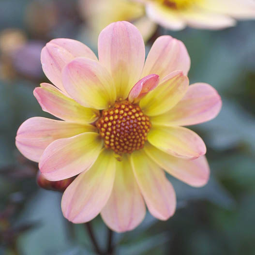 ダリア　ハミングブロンズ シリーズ 