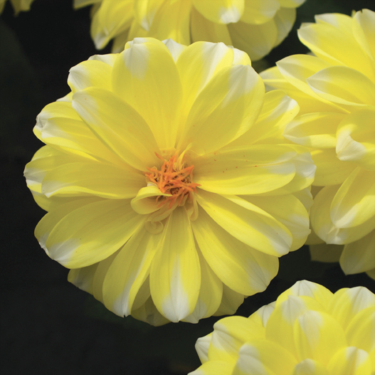 ダリア　スターシスター シリーズ 