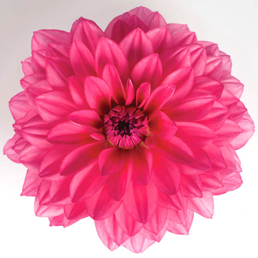 ダリア　マキシ シリーズ 