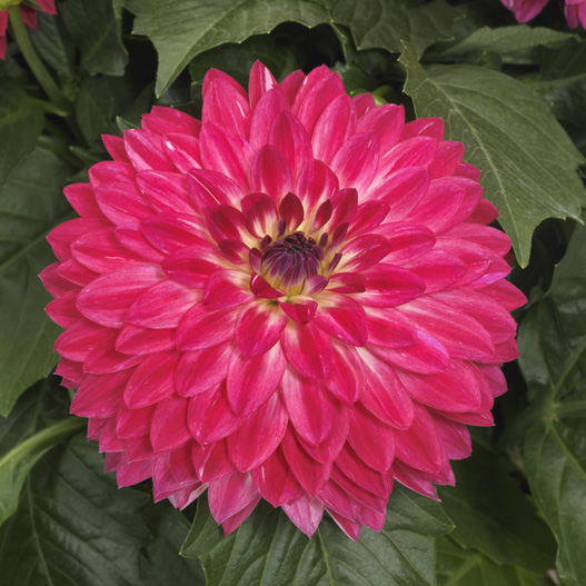 ダリア　マキシ シリーズ 