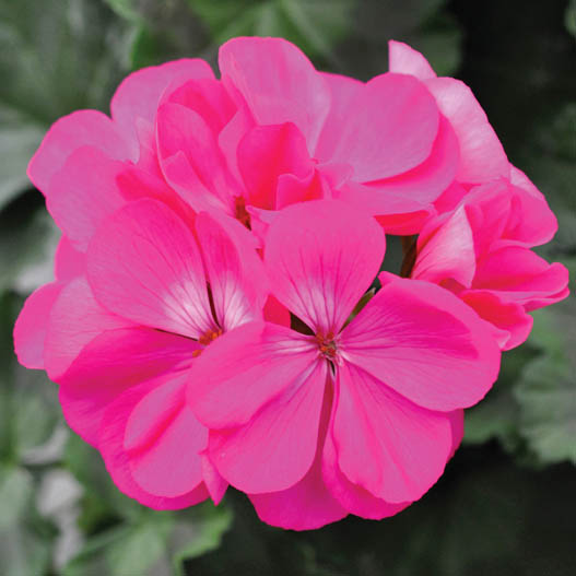 ゼラニウム　チャンピオン シリーズ 