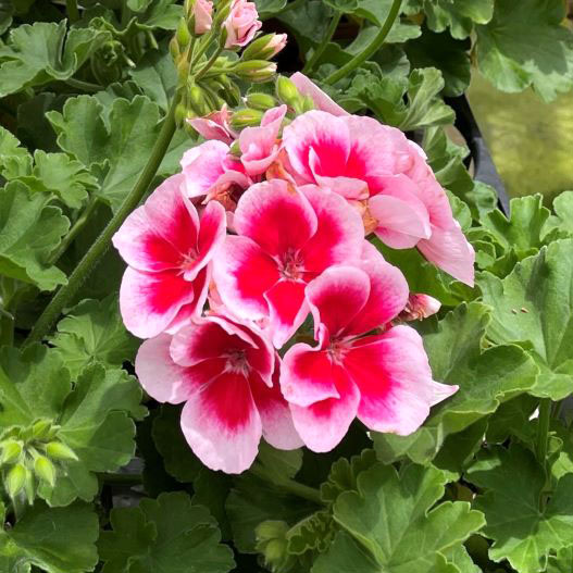 ゼラニウム　チャンピオン シリーズ 