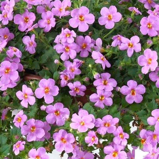 ステラ(バコパ)　スコーピア シリーズ 